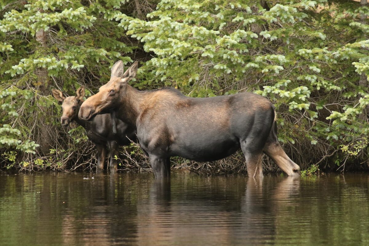 Finally Finding Moose